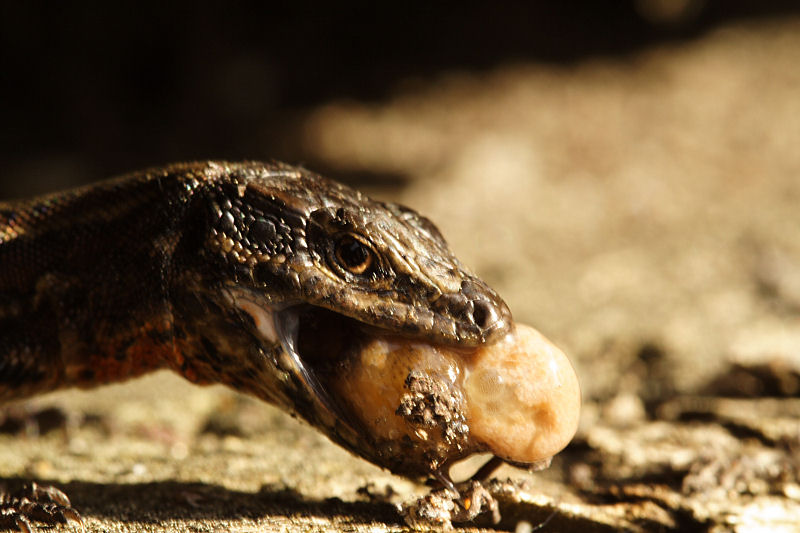 Le repas du lÃ©zard