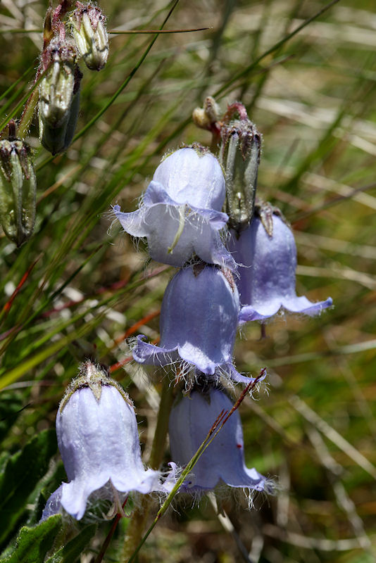 Campanule barbue